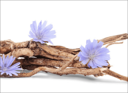 Common chicory, root