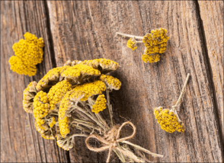 John`s - wort, grass
