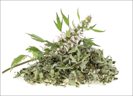 Motherwort, grass