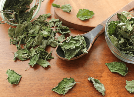 Nettle, herb leaf