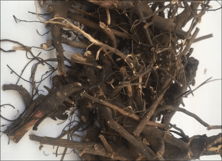 Purple echinacea, root