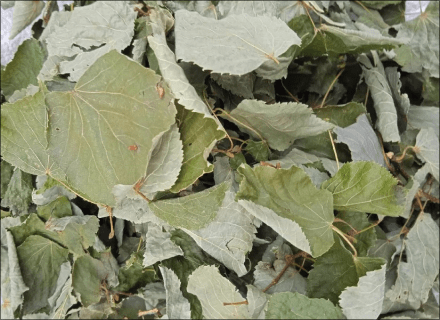 Small leaved Linden, leaf