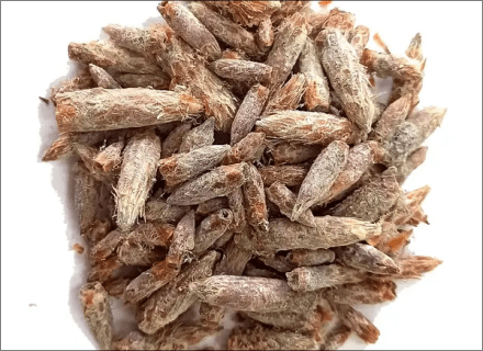 Wild pine, buds
